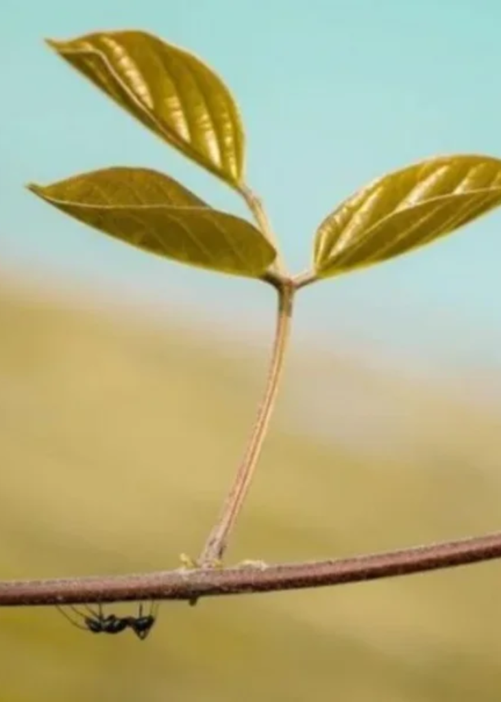 beauty of nature