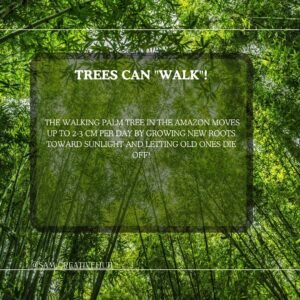 Amazing facts about trees