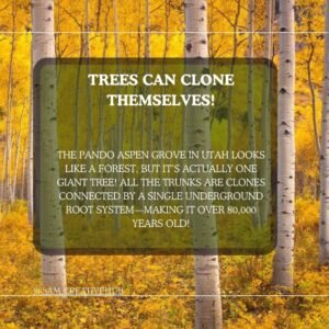 Amazing facts about trees